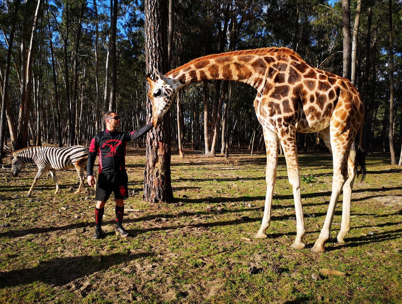 Homme touchant le visage d'une girafe avec un zèbre derrière lui.